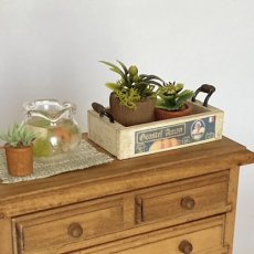 画像3: ミニチュア　小さな観葉植物 ＆ ウッドトレイ (3)