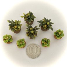 画像2: ミニチュア　小さな観葉植物 ＆ ウッドトレイ (2)